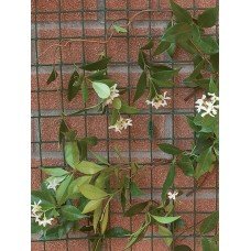 Сітка для витких рослин Tenax COROLLA (Королла) 30x10