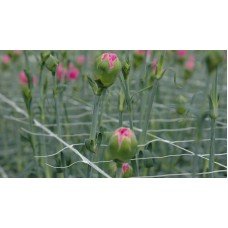 Сітка для Квітництва Tenax ОРТІНЕТ 10 FGPO (Hortonova/Hortinet) 1000x1.12