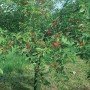Сетка защита от птиц Tenax ORTOFLEX (Ортофлекс) 250x4
