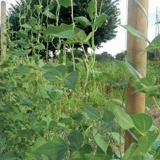 Сітка для витких рослин Tenax Ортінет (Flora) 500x1.7